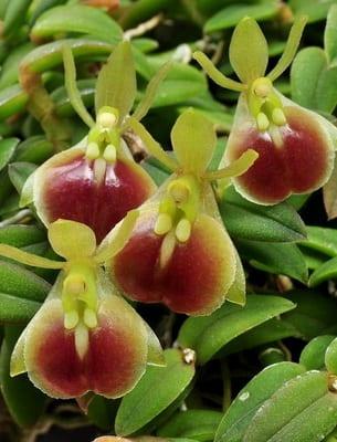 Мини орхидеи: снимка, имена и характеристики на грижи