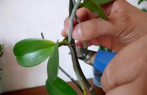 Orchid каттлея: как изглежда и как правилно да се грижат