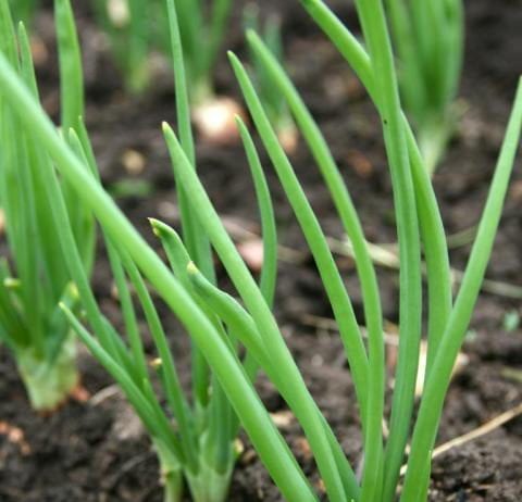 Интегрирана защита от болести лук