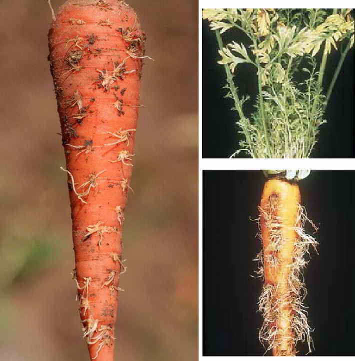 Основните заболявания моркови снимка