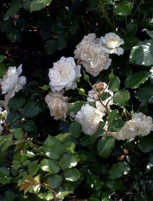 Катерене рози: името на сортове и правила за изрязване