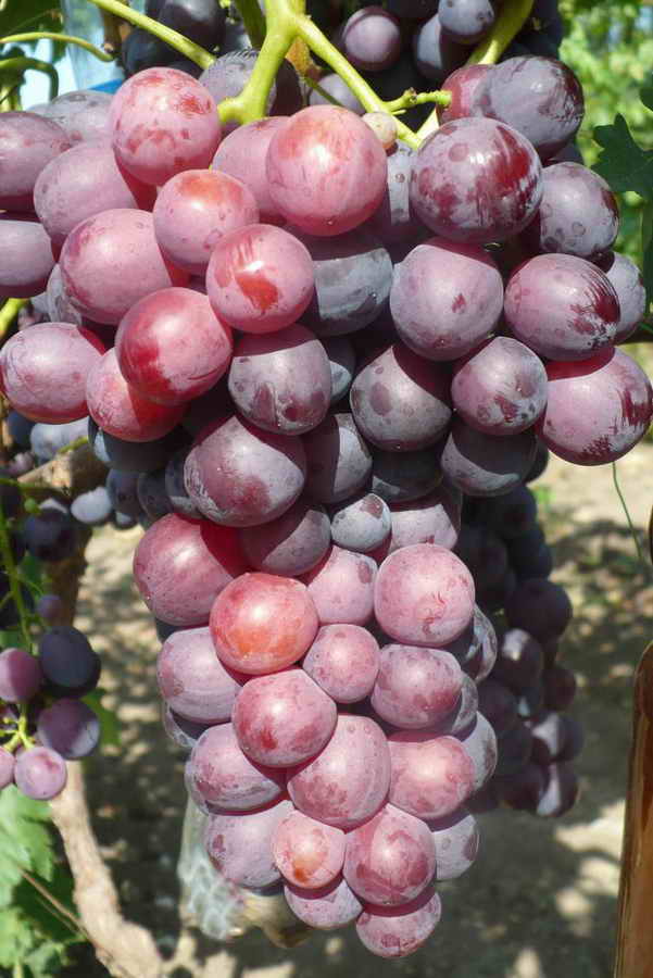 Сортове грозде ранно-среден падеж