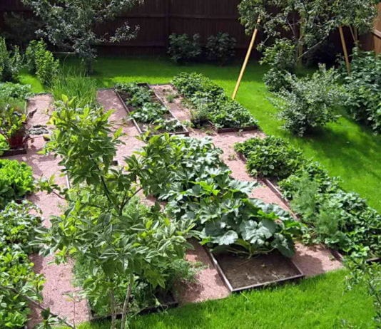 Редуване на културите в градината, таблица ротация на зеленчукови култури