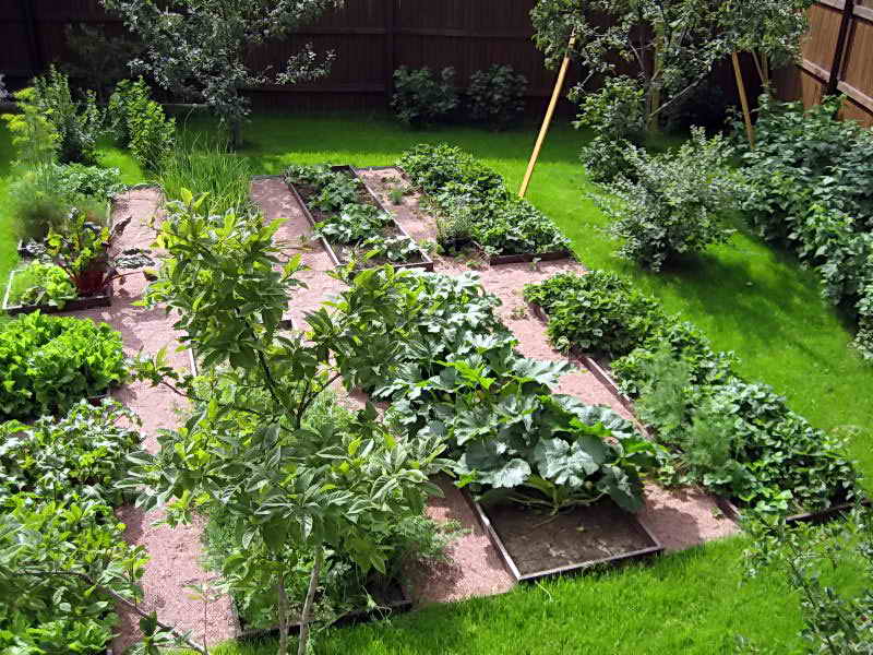 Редуване на културите в градината, таблица ротация на зеленчукови култури