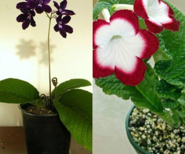 Оригинални цветя стрептокарпуса в стаята, вътрешен двор и тераса