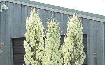 Кацане юка в градината, грижи и развъждане