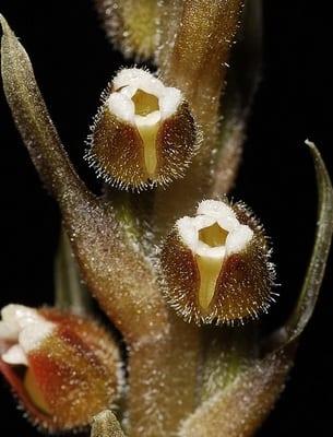 "Благородни" орхидеи: съвети за грижа и описание на видовете