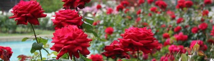 Запазваме рози в една вила, за зимата: грижа и подслон (снимки и видео)