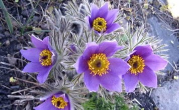 Отглеждането на прострела от семена, сеят през март на разсад