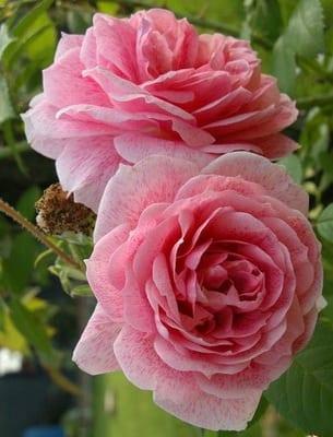 Увивни рози: описание, жартиери и подрязване