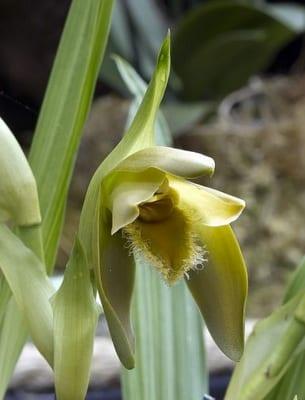 Орхидея рода Плейоне: видове и селскостопанска техника грижа