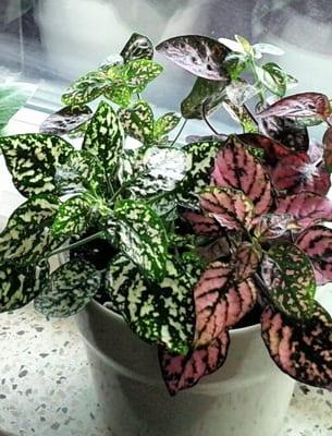 Пестролистные стайни растения и промяна на тяхното оцветяване