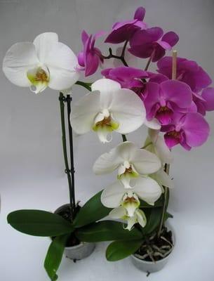 Основните условия за съдържанието на орхидеи