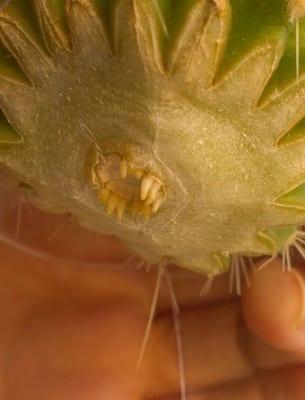 Вегетативно размножаване на кактуси в домашни условия