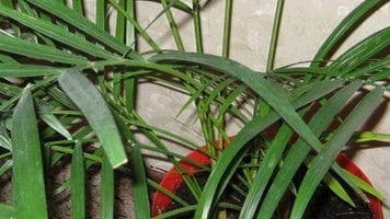 Невероятна палма хамедорея в домашни условия