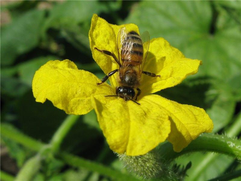 Пчелите в оранжерии, като опрашители на растения