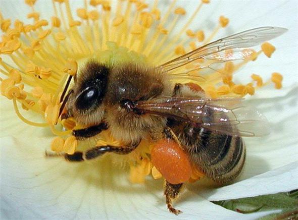 Грижи за пчелите в оранжерии