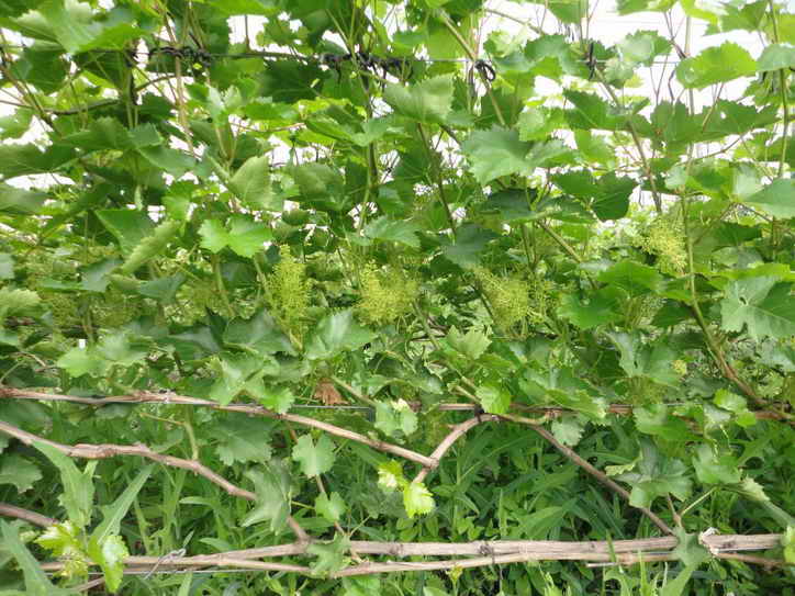 Нормировка или как да се определи натоварването на грозде, храст