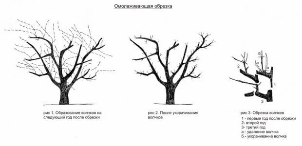 Подрязване и оформяне на овощни дървета: правила и тайни
