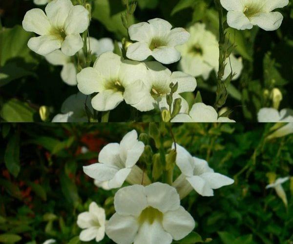 Стайни цветя азистазия прекрасна и вариегатная (със снимка)