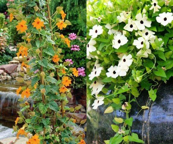 Разнообразни цветя тунбергия крилата за дома и градината