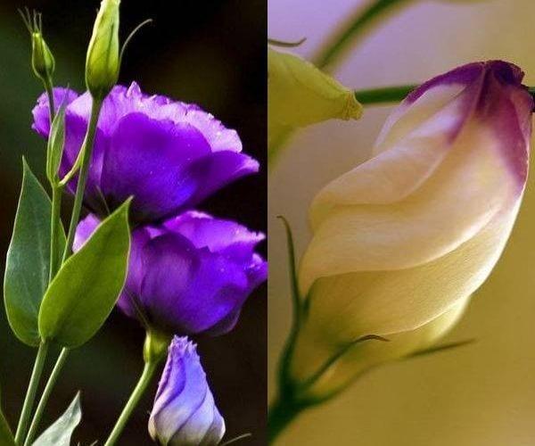 Цветя лизиантус, эустома или ирландска роза в целия си блясък