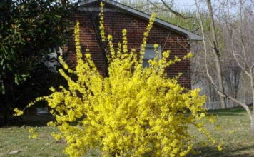 Forsythia в градина, засаждане и грижа за популярните сортове