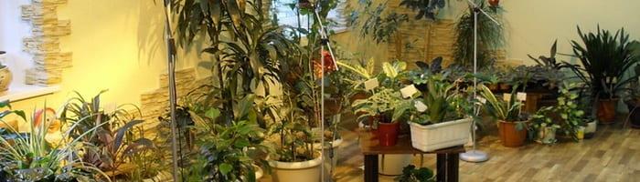 Осветление за стайни растения: право на облекчен режим