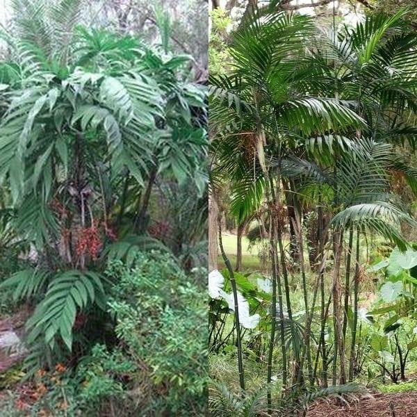 Невероятна палма хамедорея в домашни условия