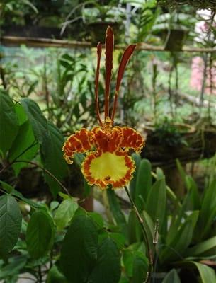 Термофилни видове орхидеи