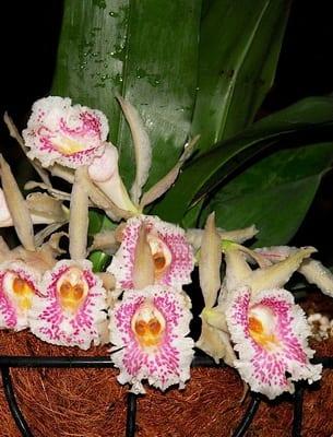 Мини орхидеи: снимка, имена и характеристики на грижи