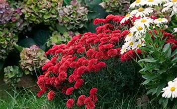 Етапи на обучение хризантеми за зимата, какво скривалище е по-добре