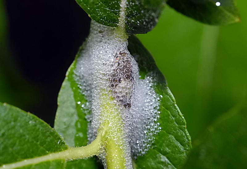 Мерки за борба с слюнявой пенницей (цикадкой) в градината и градина