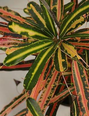 Пестролистные стайни растения и промяна на тяхното оцветяване