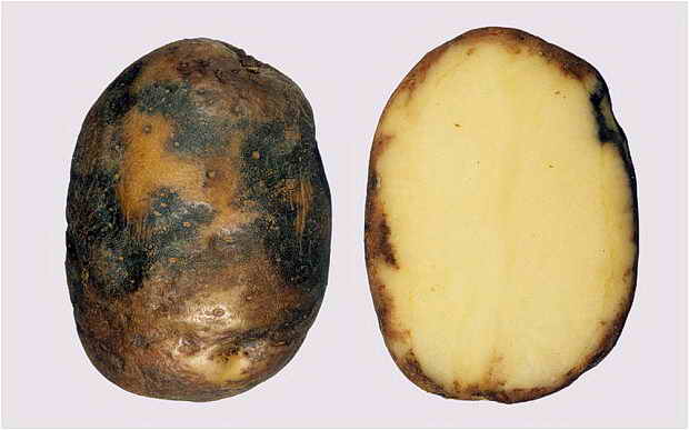 Основните заболявания картофи и причините за неговото увреждане на снимката