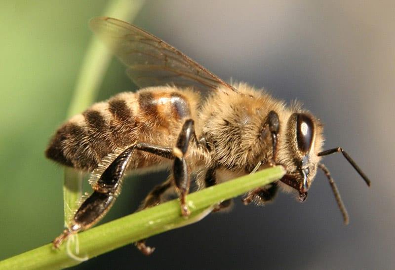 В защита на пчелите-трутня