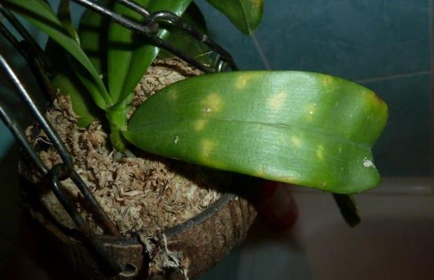 Болестта на орхидеи: описание и мерки за борба