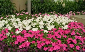 Отглеждането на бальзамина Уоллера (Валлера)