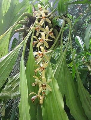 Основните условия за съдържанието на орхидеи