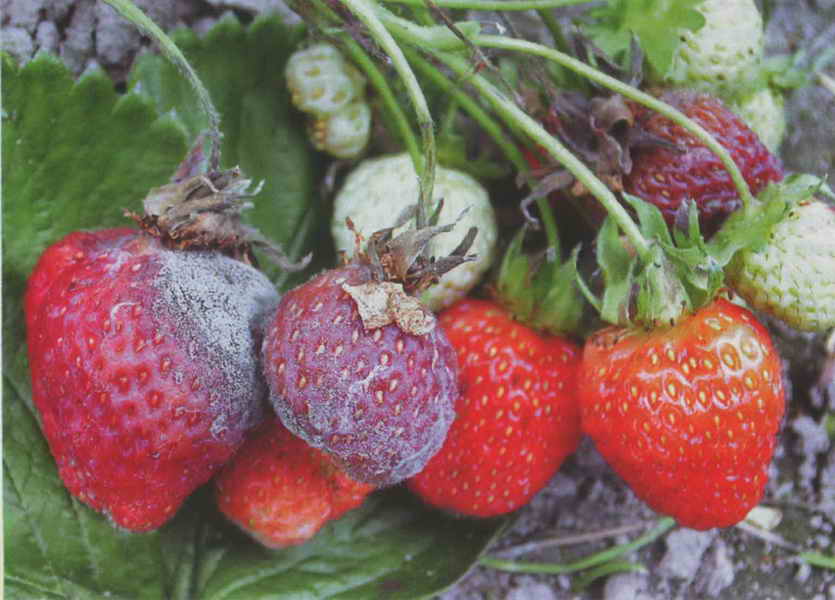Ефективни мерки за борба с болестите и вредителите ягоди