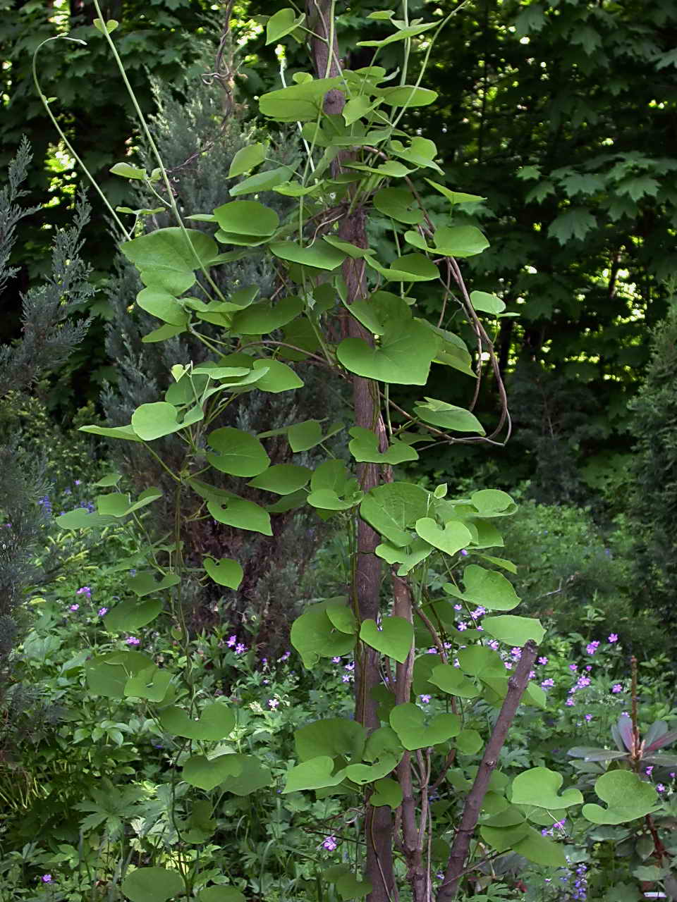 Лиана birthwort в ландшафта на градина