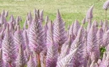 Ярък и неординарный цвете птилотус за бижута и уют