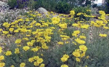 Отглеждането на разпространените сортове пупавок