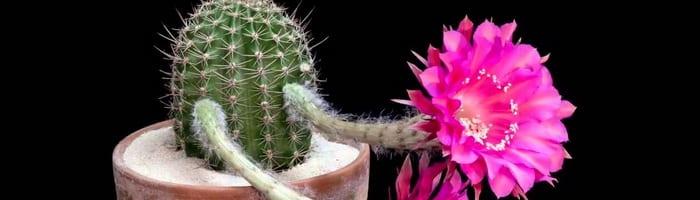 Цъфтежа на домашните кактуси – всички тайни