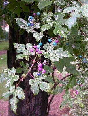 Декоративен грозде: описание и размножаване