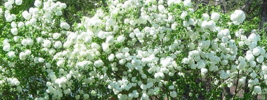 Калина: как да засади, да се грижи и подстригване на храсти