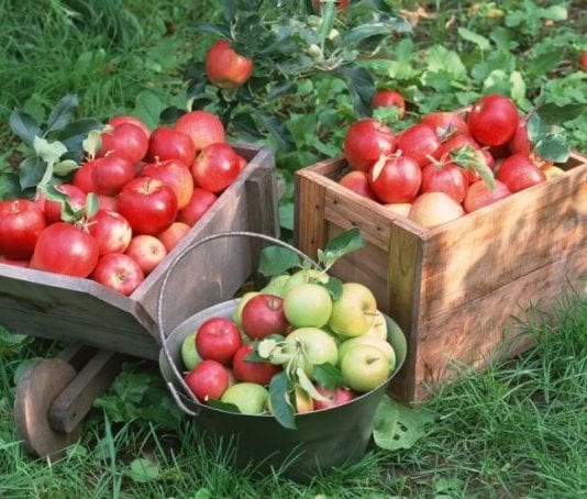 Влиянието на изтъняване на запазването на качеството, листата и растежа на леторастите