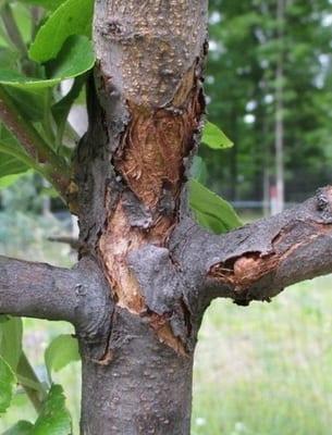 Болести и неприятели круши: описание и мерки за опазване на дърветата