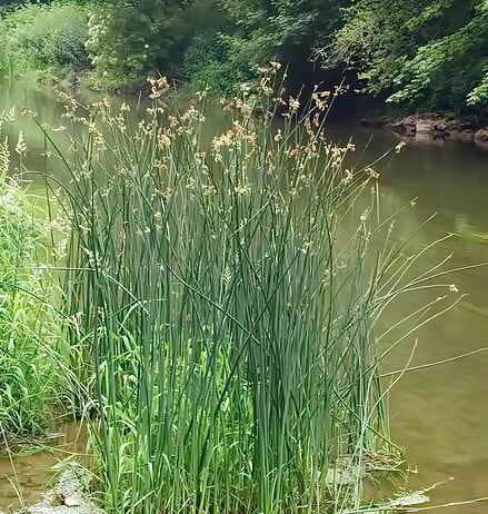 Как да се отървем от тръстика