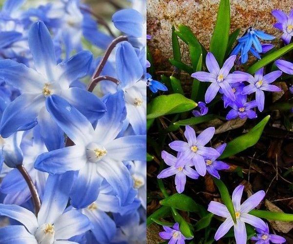 Цвете hionodoksa — декорация за градината